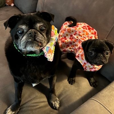 Old black pug having fun and sleeping. And his new full of energy lil sister.