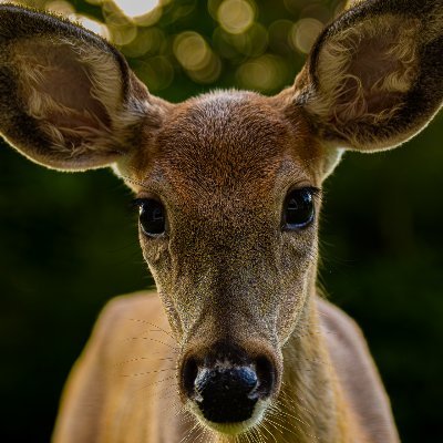 Western NY photographer. Mostly nature and wildlife, but sometimes a bit of everything.