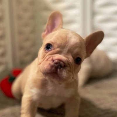 AKC French Bulldog breeder located in Robesonia pa https://t.co/TjN4mnZBxx