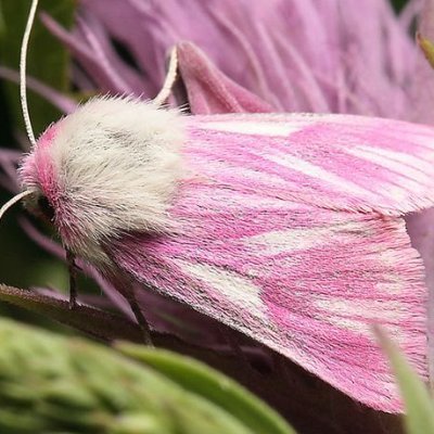 pinkmothbug's profile picture. please, be kind.