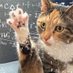 Penny The Cat (@pennythecate) Twitter profile photo Penny The Cat (@pennythecate) Twitter profile photo