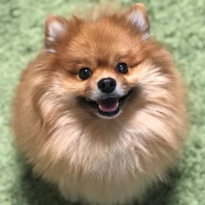 ぽちゃ丸🐤ポメラニアンさんのプロフィール画像