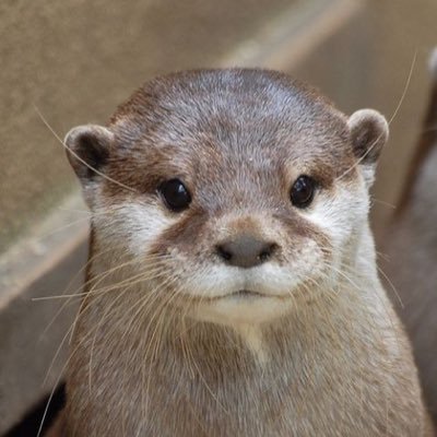 I am an Otter with Tegridy. Not greedy. Not needy. All about Integrity. Everything I say is in satire.