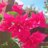lychee_mad's profile image