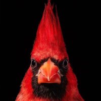 Kazz (@rowseykerr75129) 's Twitter Profile