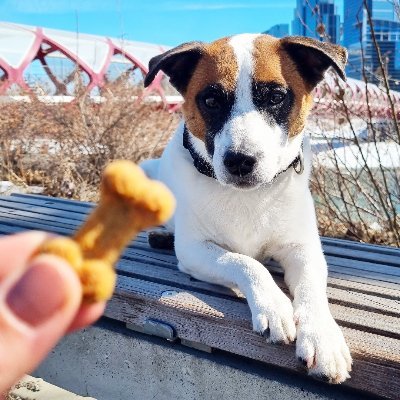 Homemade Pet Treats. Natural, tasty, healthy, baked fresh, customizable + no preservatives. YYC📍Shipping 🇨🇦 wide