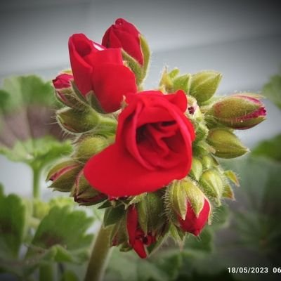 Tulip20220127 Profile Picture