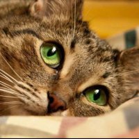 world kitty (4) all 🎶💙🎶 (@ensolpresley1) 's Twitter Profile Photo