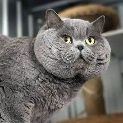 PESTO7355359383's profile picture. | 03.15.23 |