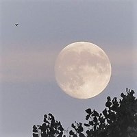 beth (@moonflowernco) 's Twitter Profile Photo beth (@moonflowernco) 's Twitter Profile Photo