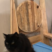 Geraint Thomas’ Commie Games Throne (@gtcgthrone2022) 's Twitter Profile