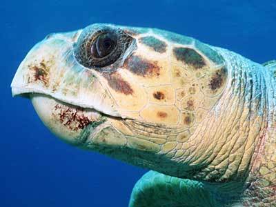 Turtlehead29's profile picture. I like was liking turtles way before that kid ever was.