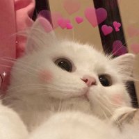 도도 (@__iamdodo) 's Twitter Profile