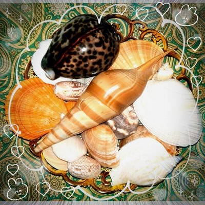 littleshell07's profile picture. 