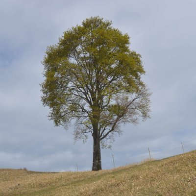 元新聞記者。円内の写真は足尾銅山跡に近い中倉山頂の「孤高のブナ」。１００年以上、煙害に耐え、生き残った「無言の語り木」です