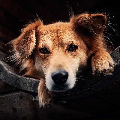 Dogmom 🐶 Photographer 📸 Adventurer ⛰ Rescue Dog Koya enjoying his best life.