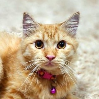 charmanderjinie's profile picture. Cat Slave