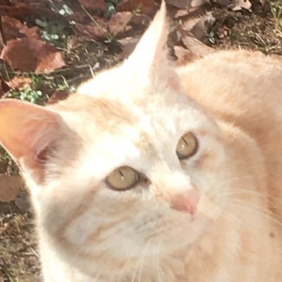 CatWaterNeko Profile Picture