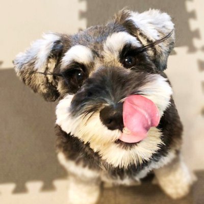 nademo_dog Profile Picture