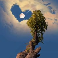محمود محمد محمود (@reham1262018) 's Twitter Profile
