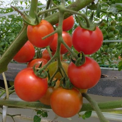 akiyama_nouen's profile picture. #静岡県 #富士市 で #ミニトマト や #アスパラ などを作っている #秋山農園 です。新鮮であまくておいしいお野菜を作っています。よろしくお願いいたします(*^_^*)