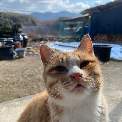 NyaOng_eth's profile picture. ꒰⌯͒•ɷ•⌯͒꒱ฅ