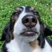 t-bone. (@tmoore75704460) 's Twitter Profile