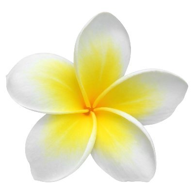 Plumeria Pictures