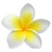 Plumeria Pictures (@PlumeriaPics) Twitter profile photo