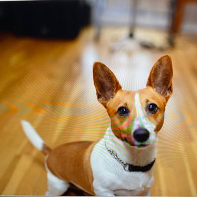 bolus281's profile picture. 