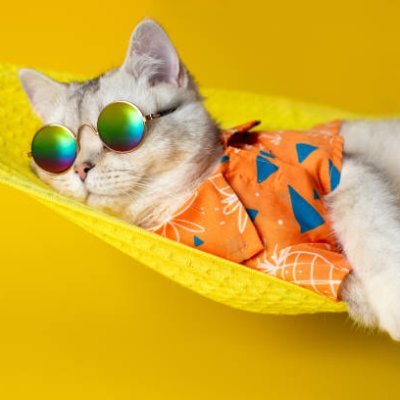 Cure your Depression with our Daily🐱 Videos