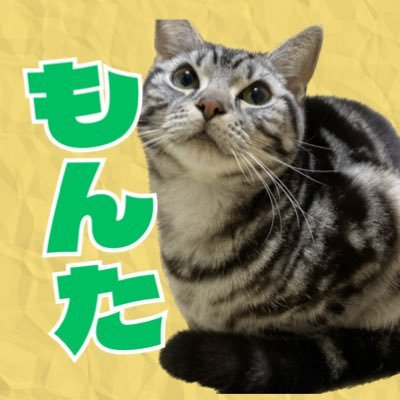 2022.4.17生まれ♂/マイペースで食べるのが大好きなもんた🐱FIP闘病中/FIP治療記録/InstagramとTikTokもやっています✨@sm_pi17 無言フォローすみません🙇🏻‍♀️◇クラウドファンディング挑戦中◇もんたに皆様のお力をお貸しください😖❗️