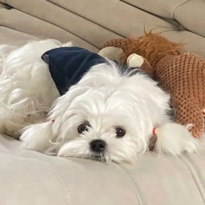 Shirley34852668's profile picture. ACGN. interested in every fandom. be positive，be active