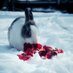雪 (@sinsiraok) Twitter profile photo 雪 (@sinsiraok) Twitter profile photo