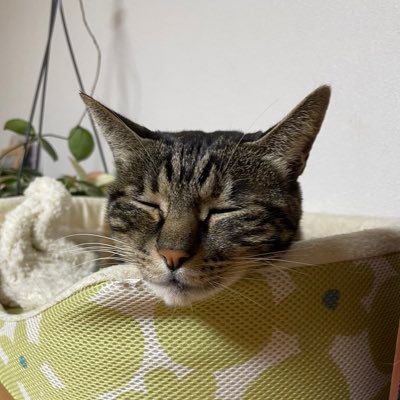 skeleton_sys's profile picture. 都内SIer4年目/ Excelエンジニアからの脱却 / FE・AP取得済 / TOEIC:845 / SpringFW / 勉強中 ▶︎ SAA・DB