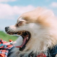 レナト (@srenaton) 's Twitter Profile