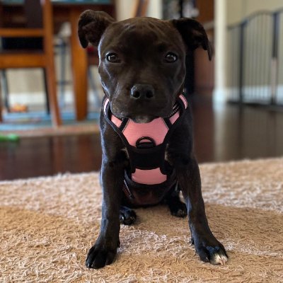 MFGibson's profile picture. The One