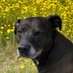 Cleo (@cleopaws) Twitter profile photo Cleo (@cleopaws) Twitter profile photo