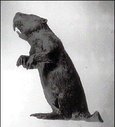 BrokenBeaver's profile picture. #MAGA, #TRUMP2020, #KAG ,  #Conservative,#Christian, #PATRIOT ,#MarchForLife, #MAGAROLLERCOASTER,