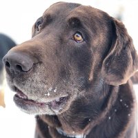 Gizzard (@pinemountains) 's Twitter Profile Photo Gizzard (@pinemountains) 's Twitter Profile Photo