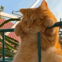 特価🤩毎日の宝探し (@meltytea) Twitter profile photo
