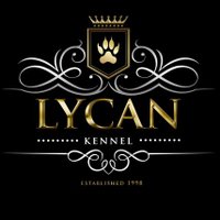 LYCAN KenneL(@LycanKennel) 's Twitter Profile Photo