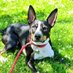 Doozer the Rat Terrier (@DoozerRattie) Twitter profile photo