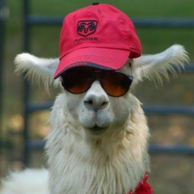 riyap117's profile picture.