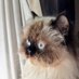 CrazyCatz (@thecatzmomzi) Twitter profile photo CrazyCatz (@thecatzmomzi) Twitter profile photo