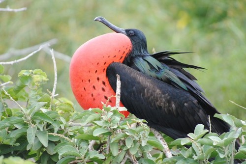 Rowley_Ball's profile picture. 