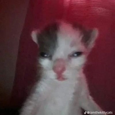 PrincesaAmendoa's profile picture. broken.