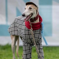 Robert The Greyhound(@GreyhoundRobert) 's Twitter Profile Photo