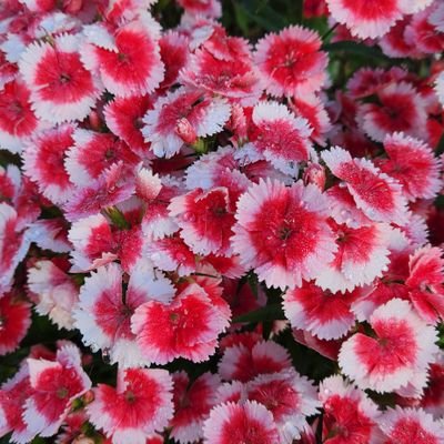 花が好きで岐阜の山県市で花壇づくりを趣味でやっています。家から見た空模様と花壇の花を中心にツイートしています
無言フォロー失礼します
DMはあまり返信しません
インスタグラムにも投稿していますhttps://t.co/hJcrAFvJdM