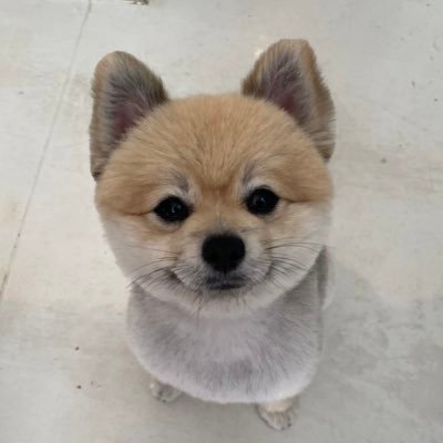 デカポメ🐶⛩️ポルくん🗼 (@AccessoryshopF) / Posts / X